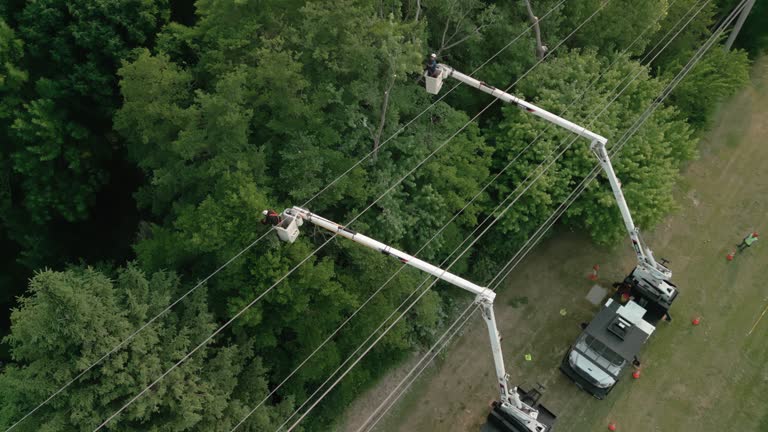 How Our Tree Care Process Works  in  Angola, IN